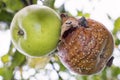 Green and rotten apples with Flesh-fly and mold on apple tree
