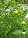 Green round chilli closeup 