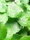 Water from rain on a hydrocotyle verticillata or pennywort leaf plant