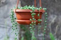 Green round leaves of curio rowleyanus growth in terracotta pot. String of pearls.