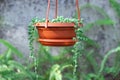 Green round leaves of curio rowleyanus growth in terracotta pot. String of pearls.