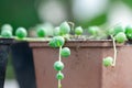 Green round leaves of curio rowleyanus growth in terracotta pot. String of pearls.