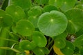 Green round leaves of water pennywort plant Royalty Free Stock Photo