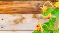 Green, round nasturtium nasturtian leaves and flower bud, an edible flower and leaf variety, on a wood background, for copy