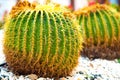 Green round tropical cactus plants with sharp spines growing on a ground covered with pebble stones outdoors in a park Royalty Free Stock Photo