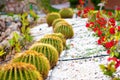 Green round tropical cactus plants with sharp spines growing on a ground covered with pebble stones outdoors in a park Royalty Free Stock Photo