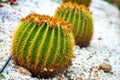 Green round tropical cactus plants with sharp spines growing on a ground covered with pebble stones outdoors in a park Royalty Free Stock Photo
