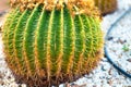 Green round tropical cactus plants with sharp spines growing on a ground covered with pebble stones outdoors in a park Royalty Free Stock Photo