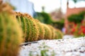 Green round tropical cactus plants with sharp spines growing on a ground covered with pebble stones outdoors in a park Royalty Free Stock Photo