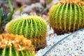 Green round tropical cactus plants with sharp spines growing on a ground covered with pebble stones outdoors in a park Royalty Free Stock Photo