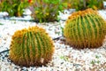 Green round tropical cactus plants with sharp spines growing on a ground covered with pebble stones outdoors in a park Royalty Free Stock Photo