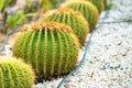 Green round tropical cactus plants with sharp spines growing on a ground covered with pebble stones outdoors in a park Royalty Free Stock Photo