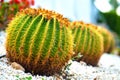 Green round tropical cactus plants with sharp spines growing on a ground covered with pebble stones outdoors in a park Royalty Free Stock Photo