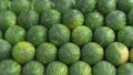 Ripe green watermelons are arranged in layers by sellers at traditional markets. Royalty Free Stock Photo