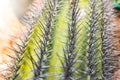 Green rounded mexico cactus pattern with sharp spikes in front of the wall Royalty Free Stock Photo
