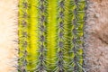 Green rounded mexico cactus pattern with sharp spikes in front of the wall Royalty Free Stock Photo