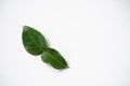 Fresh green bergamot leaf