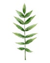 Green rowan leaf. Painted plant detail for wedding invitation, card, postcard, pattern, greeting. Watercolour botanical