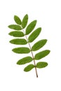 Green rowan leaf on white. Royalty Free Stock Photo