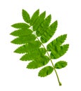 Green Rowan leaf on a white background Royalty Free Stock Photo