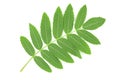 Green rowan leaves isolated on white background Royalty Free Stock Photo