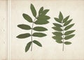 Green rowan leaves. Vintage herbarium background on old paper. Composition of pressed and dried green leaves on a cardboard. Royalty Free Stock Photo