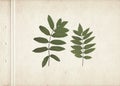 Green rowan leaves. Vintage herbarium background on old paper. Royalty Free Stock Photo