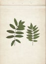Green rowan leaves. Vintage herbarium background on old paper. Royalty Free Stock Photo