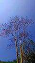 Green rowns of birch and trees against the blue sky in spring Royalty Free Stock Photo