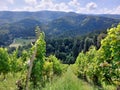 green rows of grape bushes. Vineyard on Pohorje mountain. Dark forests on slovenian hills
