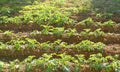 green rows of potato tops, fields of ripening Solanum agro culture, vegetable plants, agricultural concept, environmentally