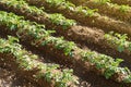 green rows of potato tops, fields of ripening Solanum agro culture, vegetable plants, agricultural concept, environmentally