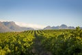 Green rows of vineyard against a blue sky with mountains and clouds