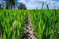 Green rows of young wheat on the field under blue sky Royalty Free Stock Photo