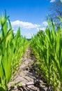 Green rows of young wheat on the field under blue sky Royalty Free Stock Photo