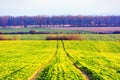 Green rows of young wheat Royalty Free Stock Photo