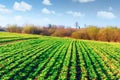 Green rows of young wheat Royalty Free Stock Photo