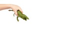 Green rubber lizard toy with kid hand, isolated on white background. copy space template Royalty Free Stock Photo