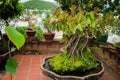 Green rubber plant pipal bonsai in the clay pot. Po Nagar, Nha Trang, vietnam Royalty Free Stock Photo