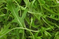 Green ruccola salad heap Royalty Free Stock Photo