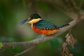 Green-and-rufous Kingfisher, Chloroceryle inda, green and orange bird sitting on tree branch, bird in nature habitat, Baranco Alto