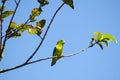 Green-rumped Parrotlet sitting on a tree branch Royalty Free Stock Photo