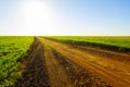 green rural field with ground road under a sparkle sun Royalty Free Stock Photo