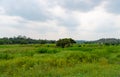 green rural landscape outside. rural landscape nature. photo of rural landscape look scenery