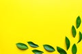 Green ruskus leaves top view frame with text space. Decorative greenery border. Fresh leaves on yellow background. Exotic foliage