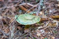 Green Russula Mushroom