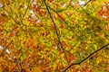 Green and Rust Colored Elm Leaves