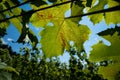 Green and rusty brown grapevine leaf. Close up wide angle view, backlit, blue sky, sunny summer day, no people Royalty Free Stock Photo