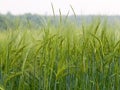 Green rye with blurred background Royalty Free Stock Photo