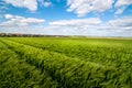 green rye field in the wind against the blue cloudy sky and village Royalty Free Stock Photo